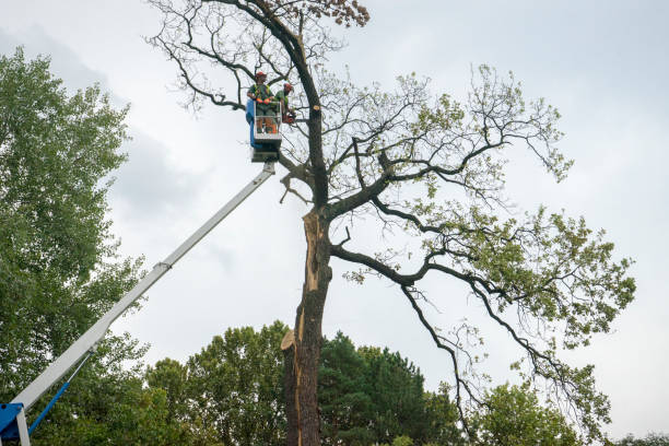 How Our Tree Care Process Works  in  Carbondale, PA